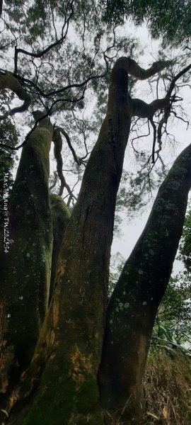 《苗栗》霧雨寒流｜三義三角山步道202512252969246