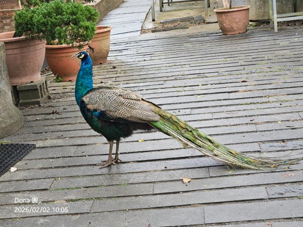 20260202徒步明德水庫大環湖2992475