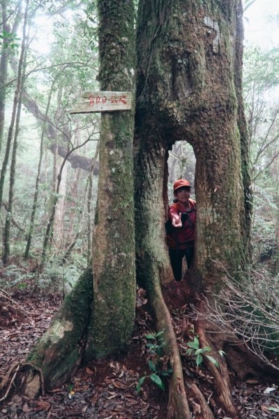 塔曼山，樹的國度。636127