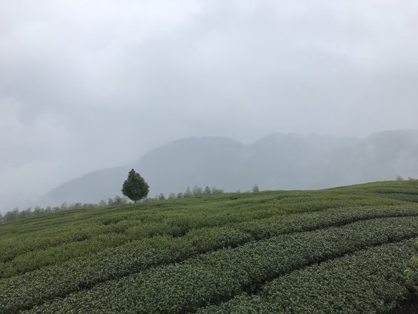 110年4月25日雲林  雲嶺之丘 五元二角 木馬古道1456566