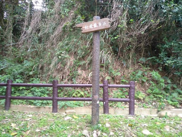 蓮華山步道上蕨類地毯1600952