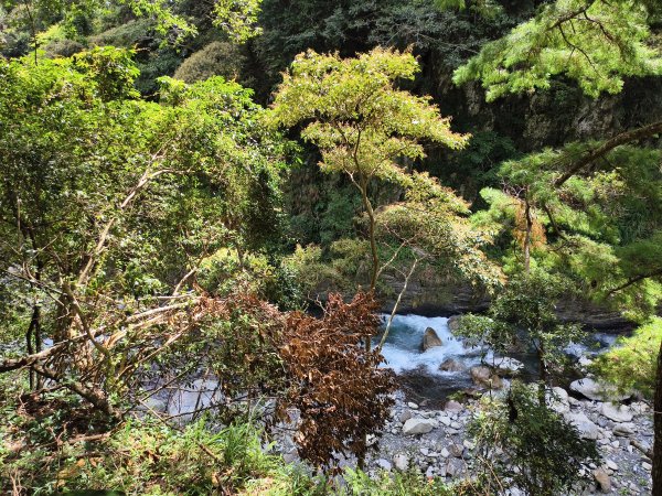 [百山百鳥尋旅-07/15] 2025_0831 八仙山國家森林遊樂區步道群_天籟步道2875925