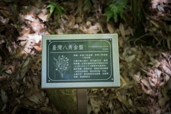 大雪山森林木馬古道遊神木1133043