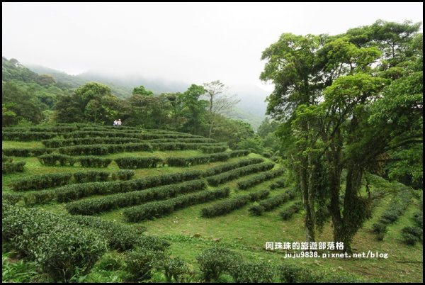 漫步熊空茶園柳杉林957433