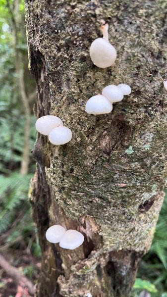 淡水興福寮古道2936243