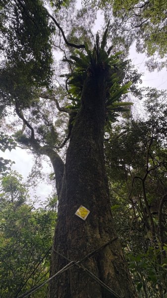 雙溪洲山（母親節快樂）3051409