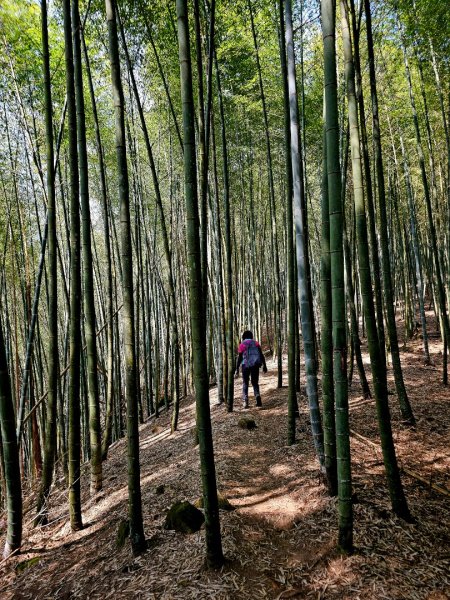 溪頭四秀 - 南投縣鹿谷鄉3023266