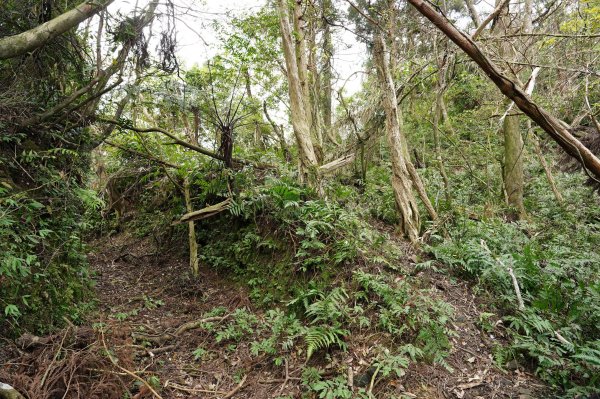 新北 烏來 大桶山、火燒樟山2728800