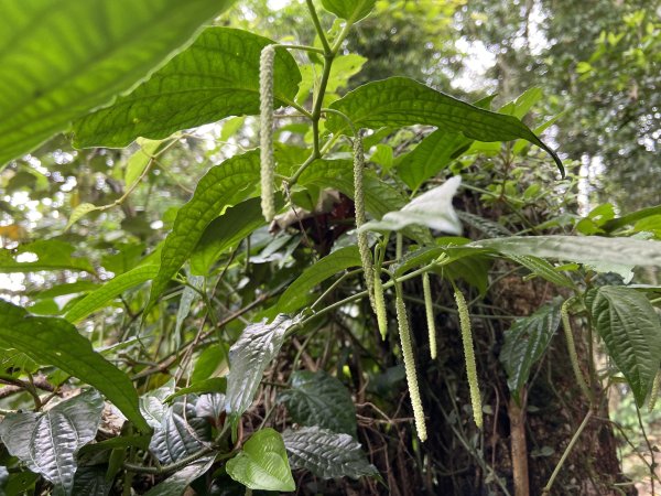 大艽芎古道登溪洲山| Mt.Xizhou |水中土地公廟|峯花雪月2502376