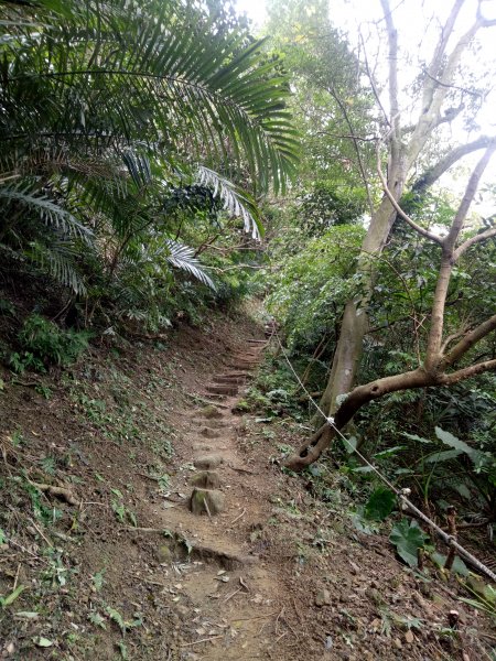 三峽鳶山+鳶山彩壁+五十分山(茅埔路起登)1876728