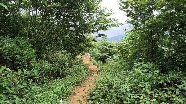 20250607 新竹竹東三山(樹杞林山 - 新具庄山 - 員崠子山)  O型2809063