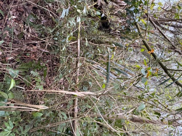 桂山路197巷 》呂奔山北峰 》呂奔山 》阿玉壩2755823