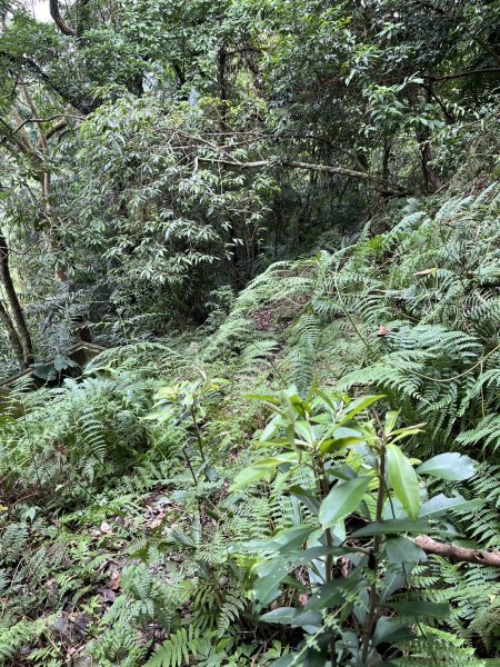 東河線上鵝公髻山，至鳥嘴山後下大窩山部落 2024.8.182577488