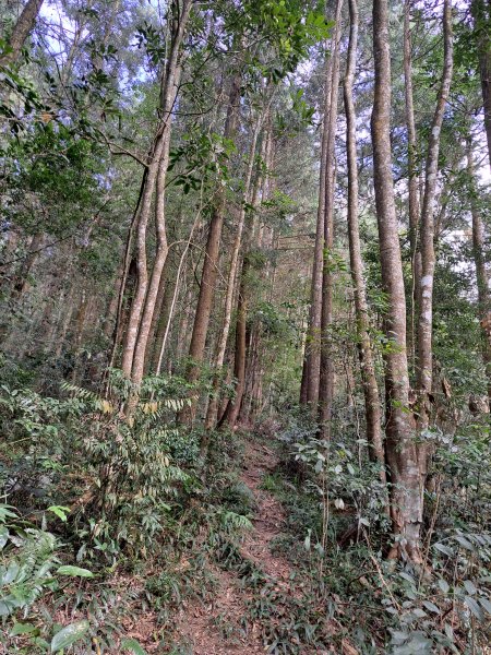 線浸林道四座山(樟湖山、半天窟山、線浸山、馬路麻山)1995463