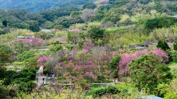 《蝶戀花・賞墨染櫻》2716460