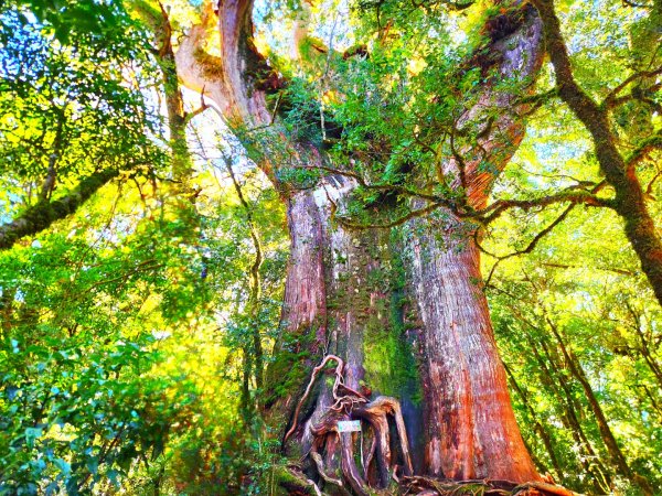 【中級山縱走】羅馬縱走，走進神木的夢幻童話森林世界2943214