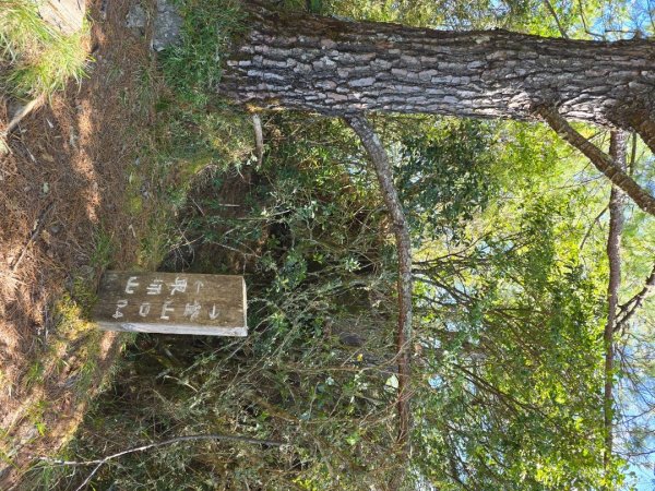 東埔山／鹿林山／鹿林神木2666710