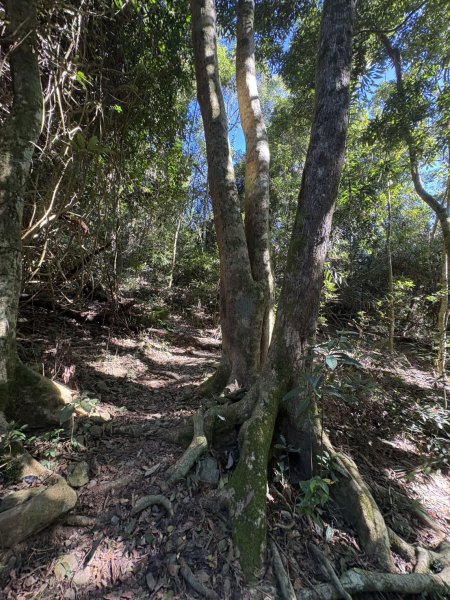 20251116鳴海山、網子山登山步道2938352