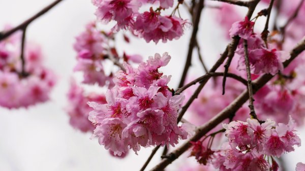 《蘭陵王・林口櫻花》2715964