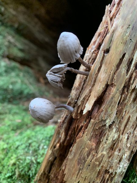 20250517義義兒玉山-東水山2791660