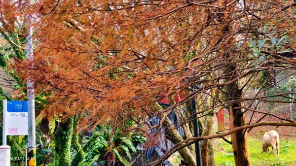 #花卉試驗中心 #永公路500巷 #平菁街42巷 #原住民公園 #士林官邸 1/42980371