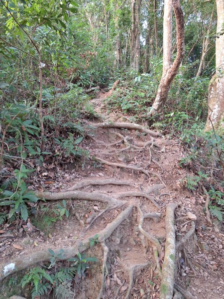 關西赤柯山+東西獅頭山+馬福山+玉山O型2670796