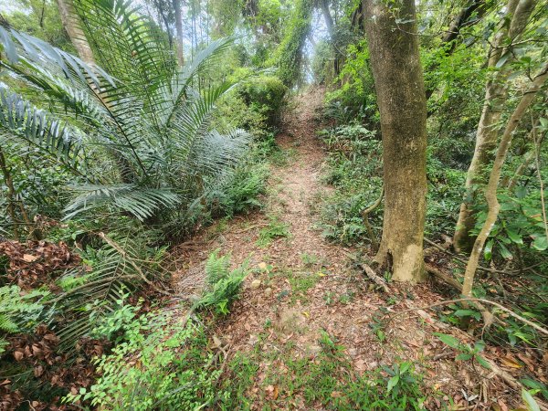 20250419蕩跋山劉家界山老社寮山新富山2936223