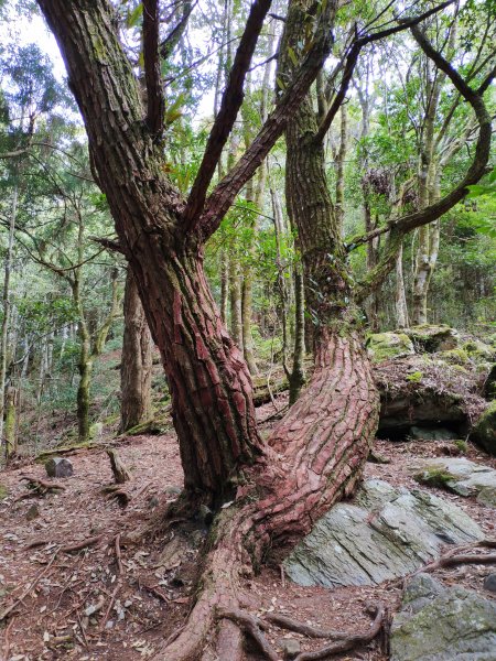 谷關七雄老二_五星級森林步道馬崙山1280032