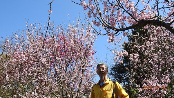 山羊阿公陽明山賞花趣2027468