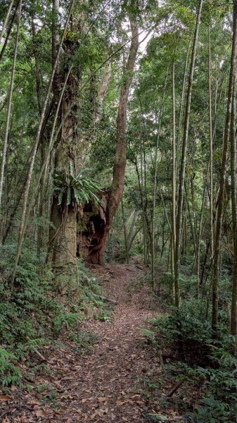 嘉南雲峰、石壁山步道3049107