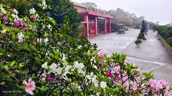 #中山樓 #陽明公園 #十八份 #吉野櫻 #墨染櫻（花葉同開） #山海觀馬場 #黃花風鈴木3011420