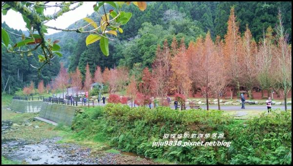 杉林溪。雲海。楓紅。浪漫水杉林。漫步穿林棧道223278