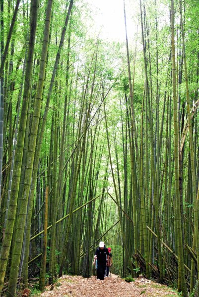 20260805阿里山石棹大凍山攀登3097053
