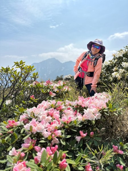 合歡東峰、小奇萊賞玉山杜鵑2542740