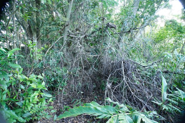 新北 三峽 內詩朗山、金平山2950916