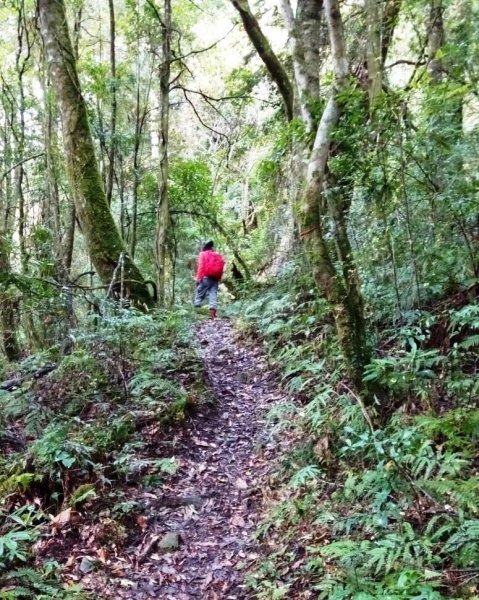 尖石鄉基那吉山481168