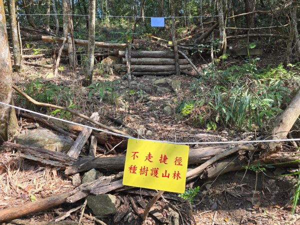 東卯山／東卯山西峰+賞山櫻花2715986