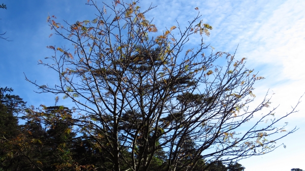 超越自我奇萊南華行24219