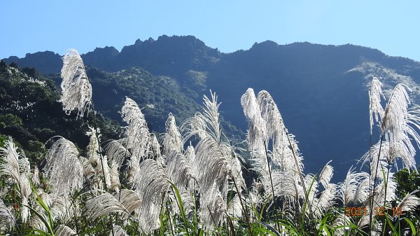 人品大爆發?天道酬勤?雲海好美好滿，芒花季再度大台北三寶之茶壺/半屏/燦光寮山1552236