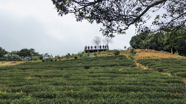 大北坑魯冰花2435731