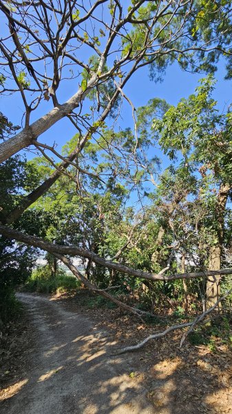 250123-八攀魔王小百岳#073尾寮山。想不到美美兔尾寮山五闖、六登、七衝已攻佔＜台灣森林悠遊網2698002