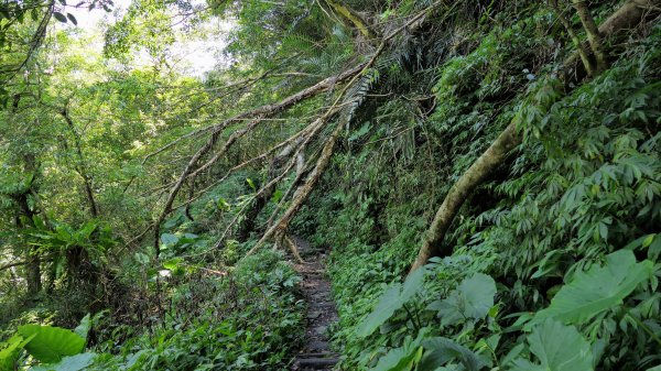 福山部落,內洞森遊區2552391