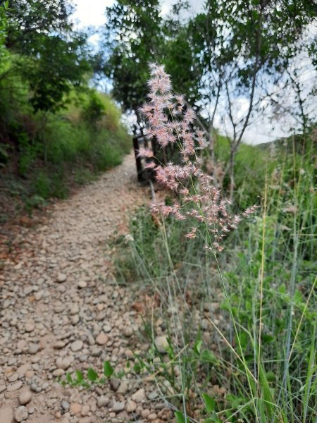 《台中》大肚環保公園登山步道、望高寮賞景1055283