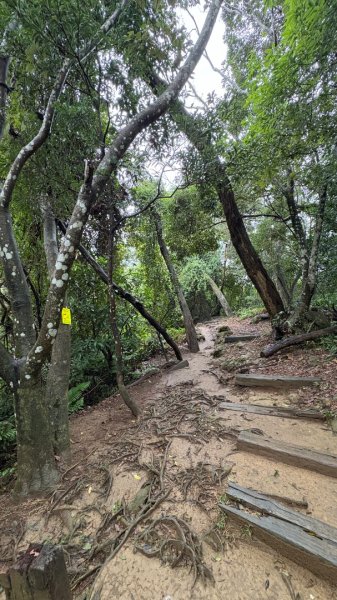 迎新（2026元旦2975557