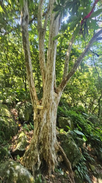 20250820金童玉女月牙天沖(金童嶺-玉女嶺-女王尖-月牙嶺-瑞光嶺-明月崙-清淨嶺-文筆嶺-清2872760