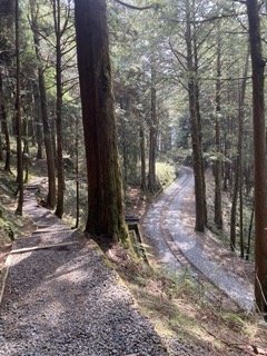 1130306大塔山步道2696768