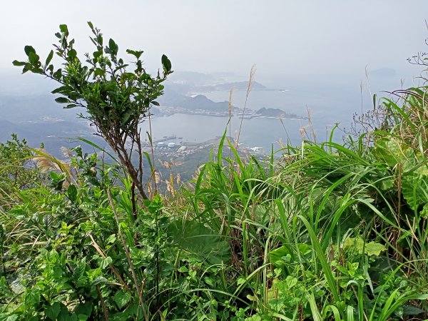 【小百岳集起來】落英繽紛、視野遼闊基隆山1293318