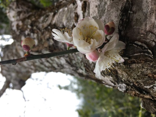 鳥嘴山（上島2708531