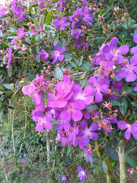 2022-04-09 迷糊步道_福山古道O型1668187