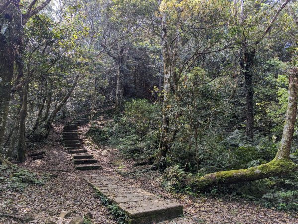 2023-04-03 東眼山自導式步道2792651